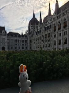 budapest-conejito-copia