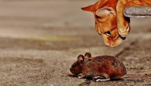 ratones en la autocaravana bidaiOn