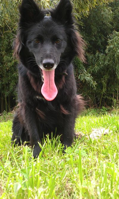 Perros de pelo negro: cuidados especiales
