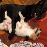 Oli jugando con uno de los perros con los que convive