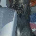 Así apareció Lucky y este aspecto tendrá cuando le crezca de nuevo el pelo