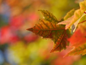 photo-1442508748335-fde9c3f58fd9
